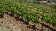 vin la ferme saint-martin